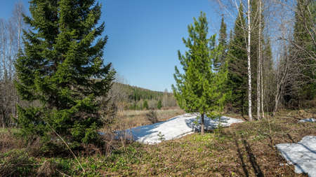 Sunny day in May. Spring contrasts in Kuznetsky Alatau mountains. Bright green spruce, birch still without leaves, ostaki snow and the first flowers. Republic of Khakassia. Siberia. May 16, 2015.のeditorial素材