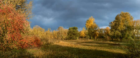 Panorama of the autumn forest. の写真素材
