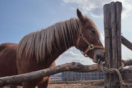 Young horse for a walk in the pen. Abakan, Republic of Khakassia. 2018 year.の写真素材