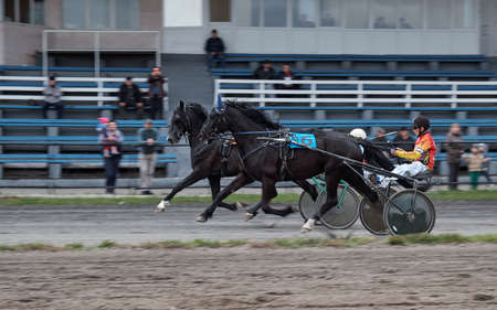 Tests of horses of trotting breeds on fastness in running trot. Abakan, Republic of Khakassia on May...