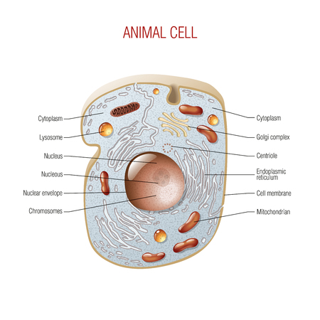Animal cell schemeの写真素材
