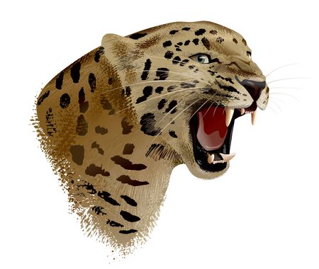 leopardの写真素材