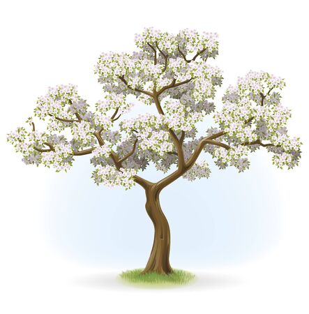 apple flowering treeの写真素材