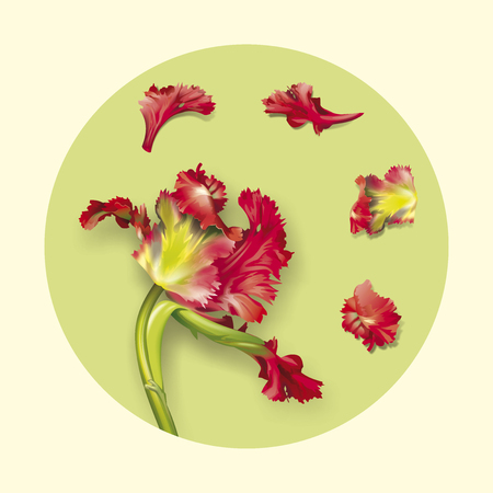 tulip flowerの写真素材