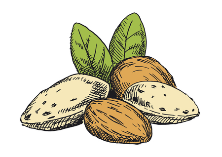 Almonds illustration. Colored versionのイラスト素材