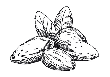 Almonds illustration. Black and white versionのイラスト素材