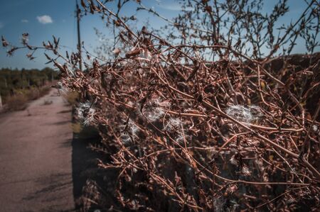 Dry, wilted bush against the background of blue sky and road. On the bush, white fluffy ballsの写真素材