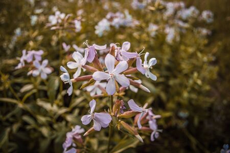 White flower weed. Growing beam with other flowersの写真素材