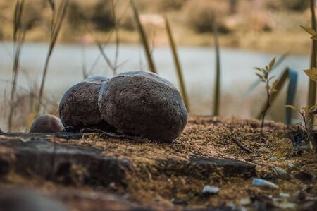 Gray old Mushroom raincoat on stump with yellow moss. Close-up photo with blurred background.の写真素材