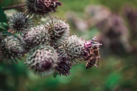 One yellow bee on pink flower of thistle. Close-up photo with blurred green background.
