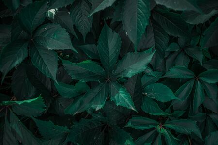 Dark green leaves close-up. Texture photo.の写真素材