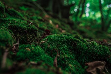Green moss with brown leaves in the green forest. Close-up photo with bokehの写真素材