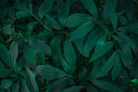 Texture of green leaves close-up.