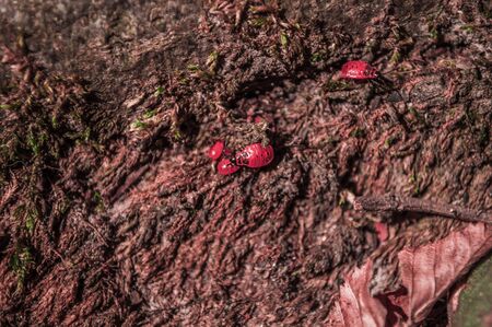 Firebugs on the brown moss. (Pyrrhocoris apterus). Family of firebugs