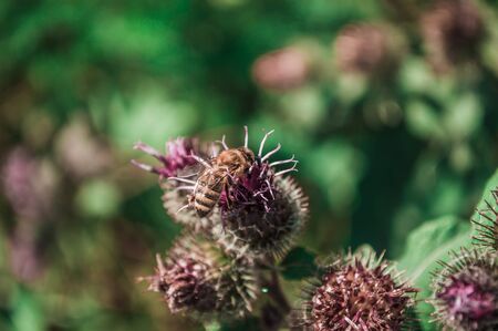One yellow bee on pink flower of thistle. Close-up photo with blurred green background.の写真素材
