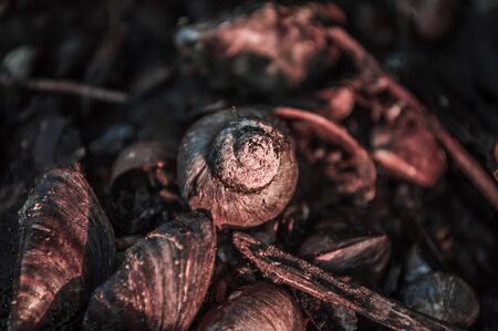 Freshwater snail shell on the ground. Closeup photo in brown and red colors.の写真素材