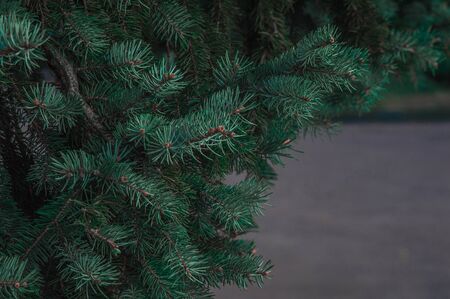 Sprig of spruce with blurred background.の写真素材