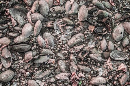 Texture of freshwater clams and shells. Background photo in gray colors