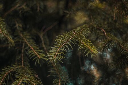 Green background with sprig of spruce. Blurred photo.の写真素材