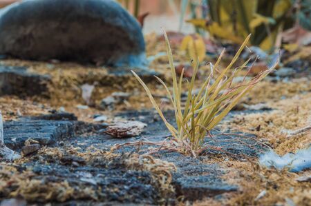Grass on a stump with a mushroom on blurred background.の写真素材