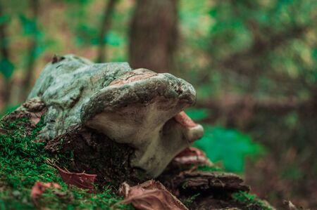 Brown mushroom raincoat on the bark of a tree. Closeup photo with blurred green background.の写真素材