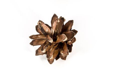 Pine cone isolated on white background. Closeup photo of pine cones like a Christmas decoration.の写真素材