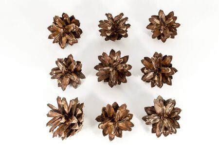 Pine cones isolated on white background. Closeup photo of pine cones like a Christmas decoration.の写真素材