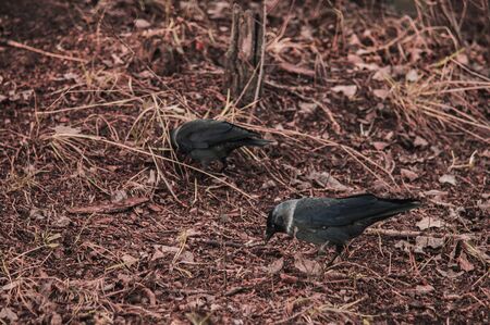 Black fluffy jackdaw closeup on the ground with brown leaves.の写真素材