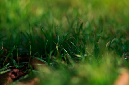 Fresh green grass in the spring. Abstract photo of new life with bokehの写真素材
