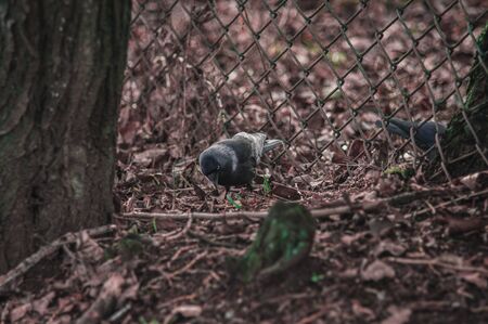 Black fluffy jackdaw closeup on the ground with brown leaves try find something.の写真素材