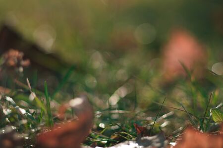 Fresh green grass in the spring. Abstract defocused photo of new life with bokehの写真素材