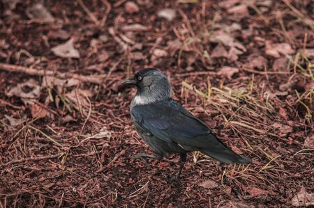 Black fluffy jackdaw closeup on the ground with brown leaves.の写真素材