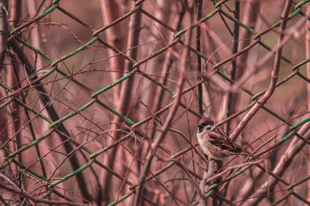 Brown sparrow on a branch with blurred backgroundの写真素材
