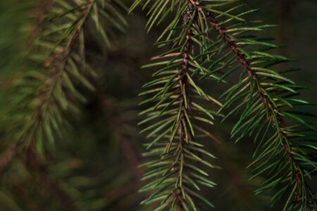 Branch of green spruce closeup with bokeh