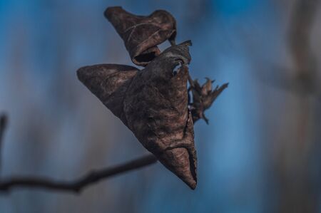 Dry leaves on a branch  closeup with blue blurred background.の写真素材