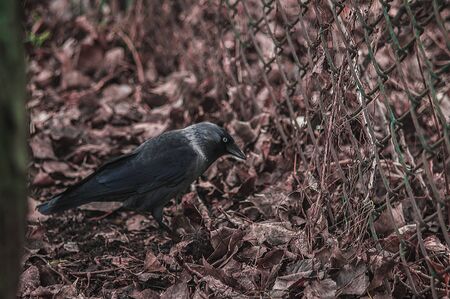 Black fluffy jackdaw closeup on the ground with brown leaves.の写真素材