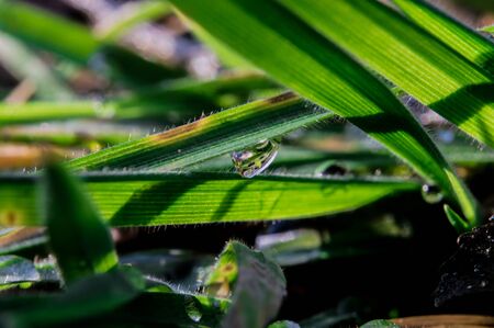 Drop of dew closeup with reflection on the green grass. Macro photo of new life in the spring.の写真素材