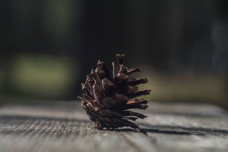 Brown pine cone on a dark wooden board on a background of blurred forest