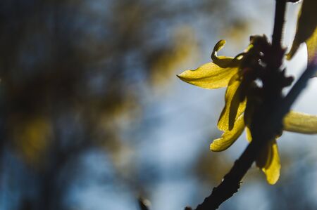 First yellow flowers of Forsythia closeup. Yellow petals with bokeh. Photo of new life. Photo for Earth Day in 22 April.の写真素材
