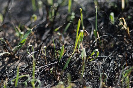 Green grass try to grow after fire. Green leaves of grass and ashes closeup with bokeh. People try to destroy nature. Photo of new life. Photo for Earth Day in 22 April.の写真素材