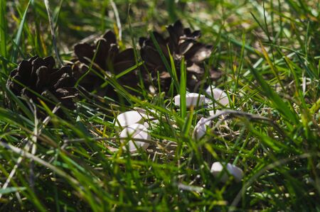 White pills in the grass with pine cones. Pills or tablets closeup with bokeh.の写真素材
