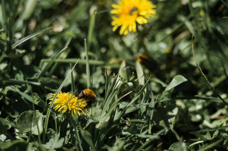 Yellow dandelions with bumblebee closeup on blurred background. Flowers with green leaves with bokeh. Photo of new life. Photo for Earth Day in 22 April.の写真素材