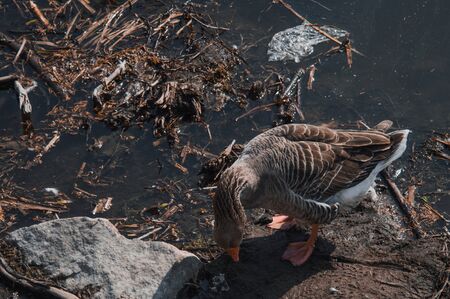 Wild geese flock eating in the river. Angry gray goose closeup on the river bank with garbage. The problem of ecology in natureの写真素材