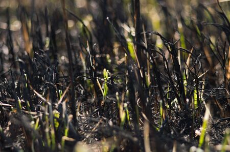 Green grass try to grow after fire. Green leaves of grass and ashes closeup with bokeh. People try to destroy nature. Photo of new life. Photo for Earth Day in 22 April.の写真素材