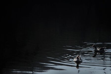 Wild geese flock eating in the river. Angry gray goose closeup in dirty dark water. The problem of ecology in natureの写真素材