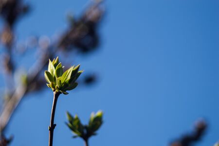 First green leaves on branch of tree. Green leaves closeup with bokeh. Photo of new life. Photo for Earth Day in 22 April.の写真素材
