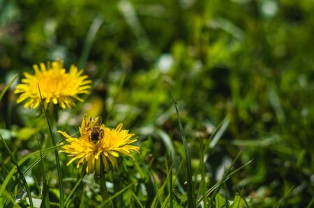 Yellow dandelions with bee closeup on blurred background. Flowers with green leaves with bokeh. Photo of new life. Photo for Earth Day in 22 April.の写真素材