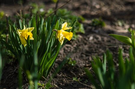 Yellow daffodils closeup on blurred background. Flowers with green leaves with bokeh. Photo of new life. Photo for Earth Day in 22 April.の写真素材