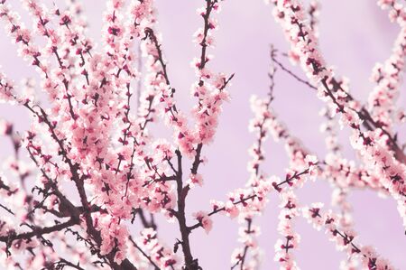 Cherry plum flowers with white and pink petals. Flowers like sakura on blurred pink background....