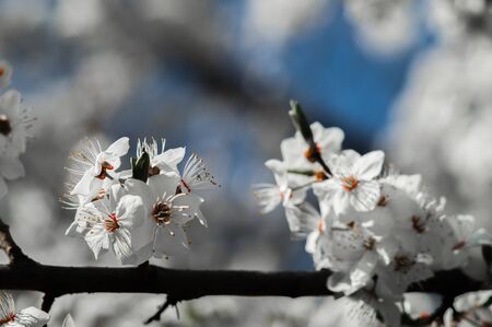 Cherry plum flowers with white petals. Flowers on blurred background with blue sky. Photo of new life for Earth Day in 22 April.の写真素材